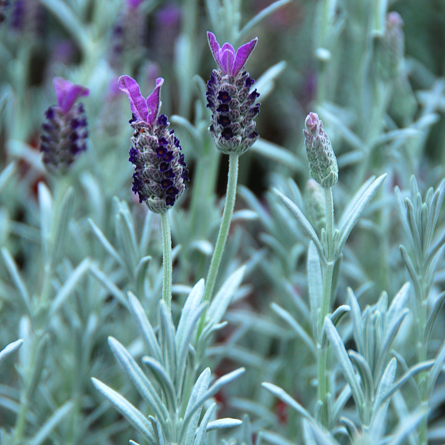 Lavandula stoechas ‘Silver Anouk’ STD