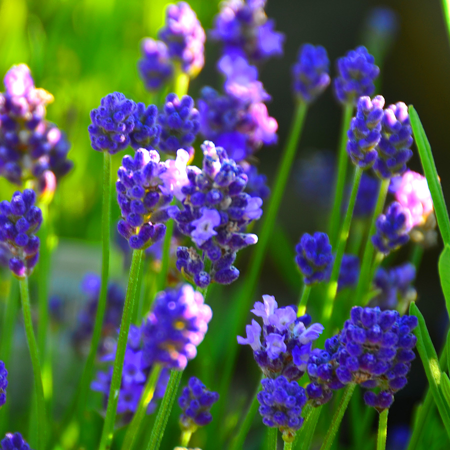 Lavandula angustifolia 'Thumbelina Leigh'