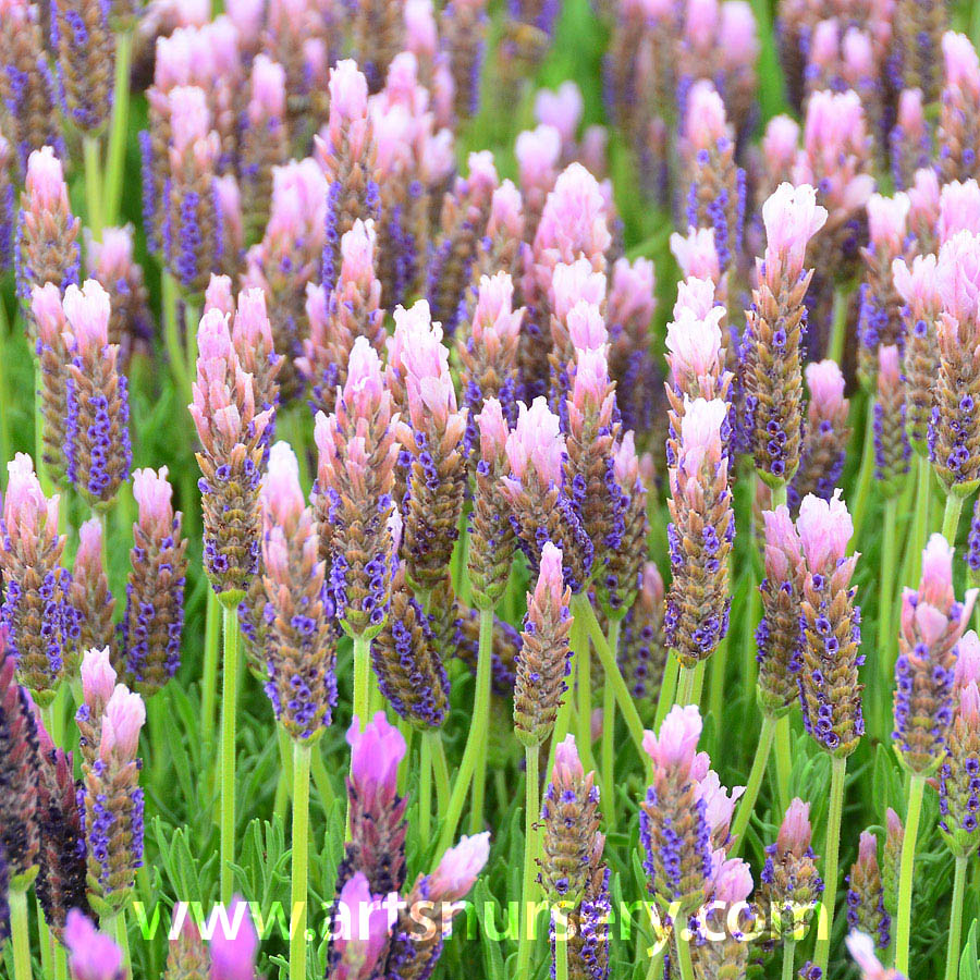 Lavandula lusitanica 'Lusi Pink'