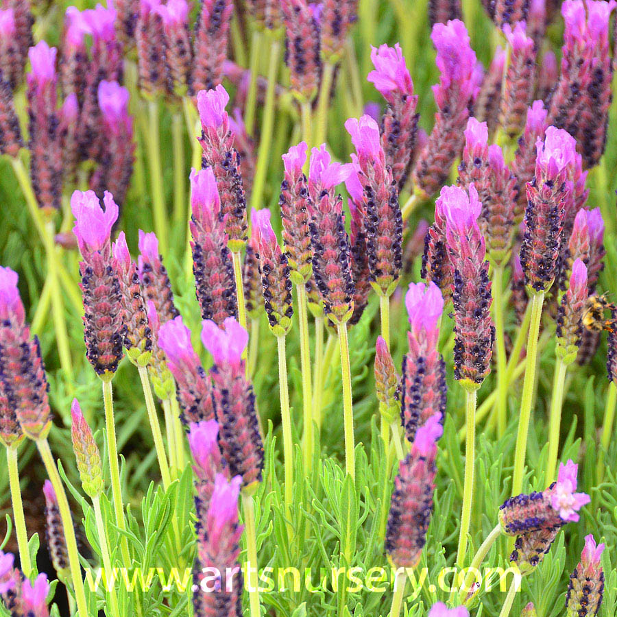 Lavandula stoechas 'Lusi Purple' STD