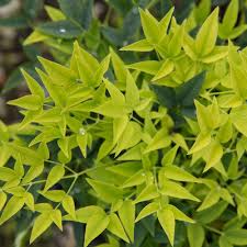 Nandina domestica 'Lemon-Dwarf'