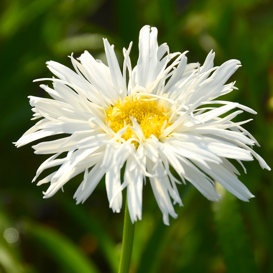 Leucanthemum 'Aglaia'