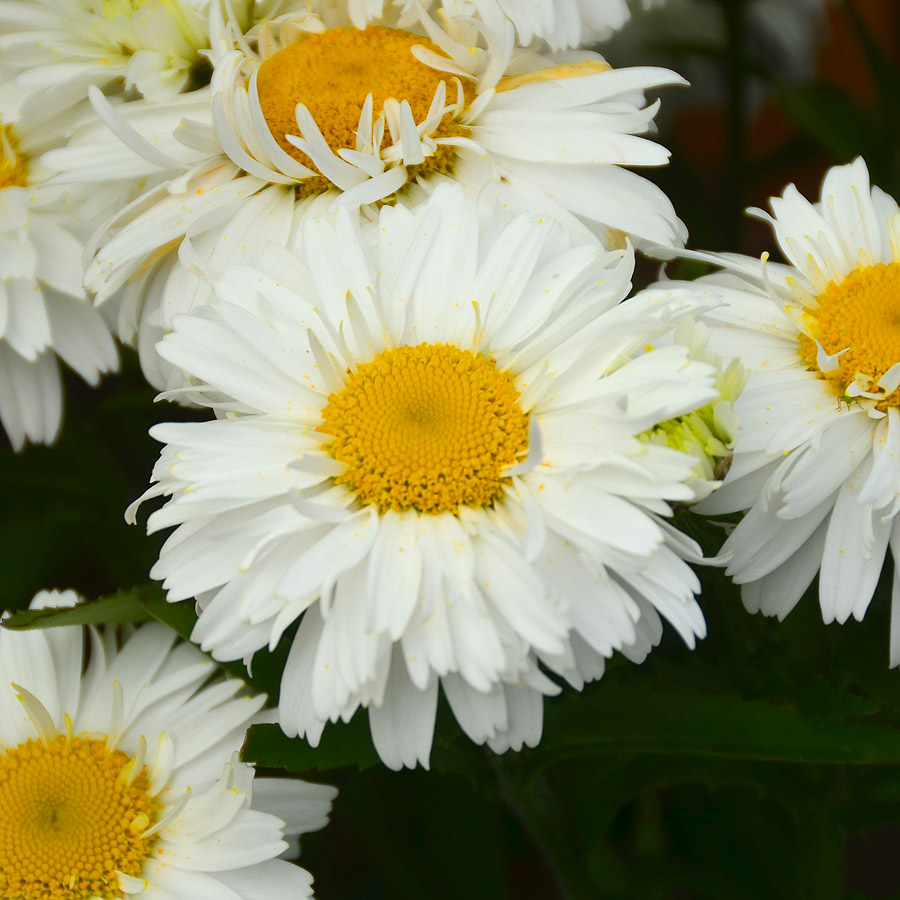 Leucanthemum superbum 'Freak!'