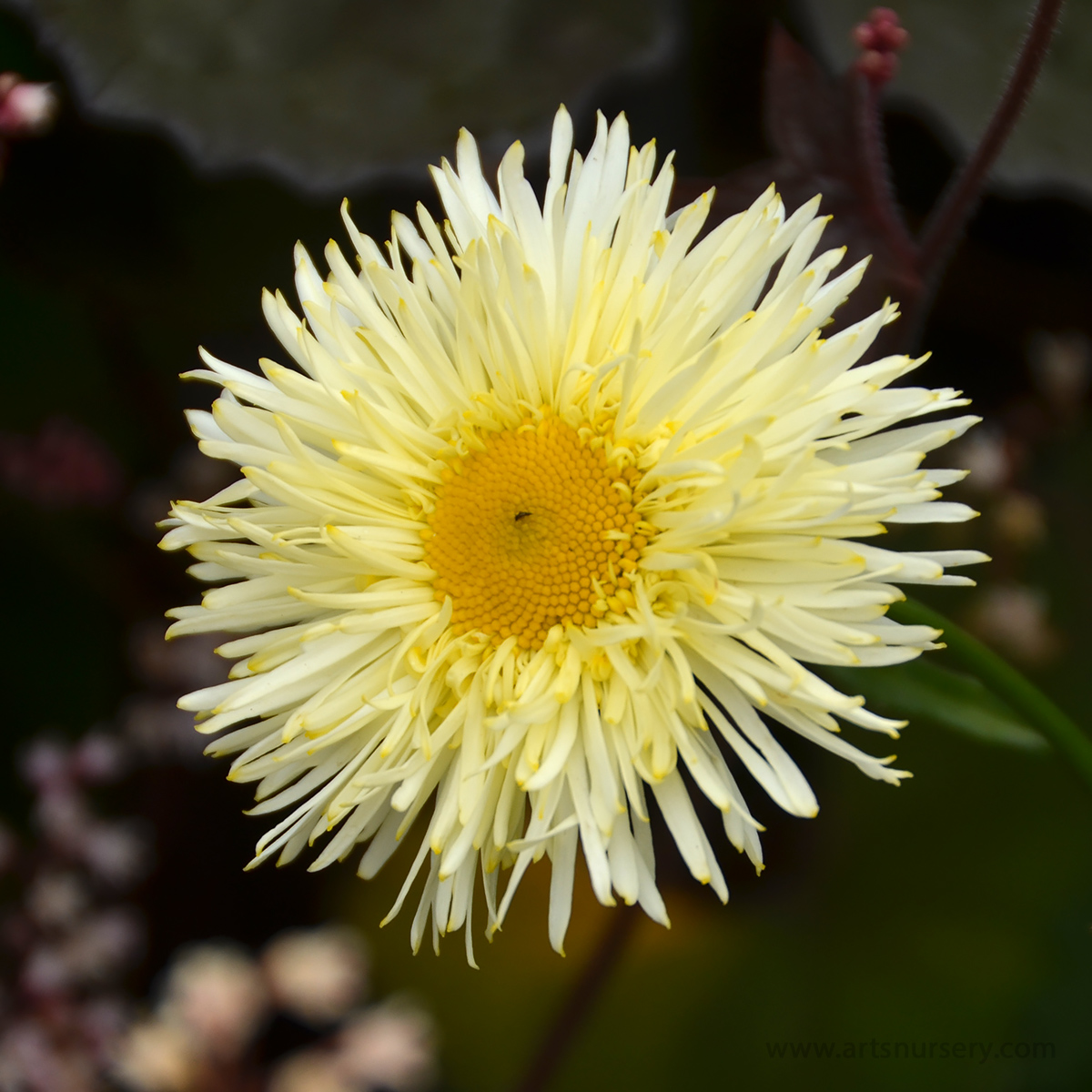 Leucanthemum × superbum ‘Gold Rush'