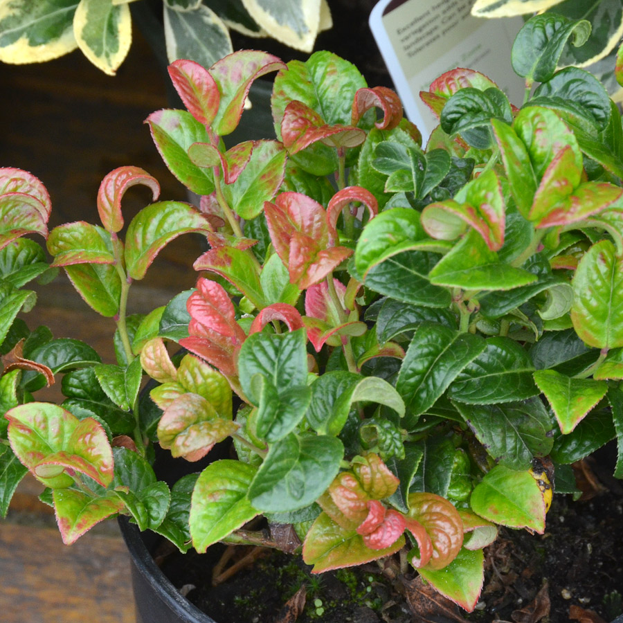 Leucothoe axillaris 'Curly Red'