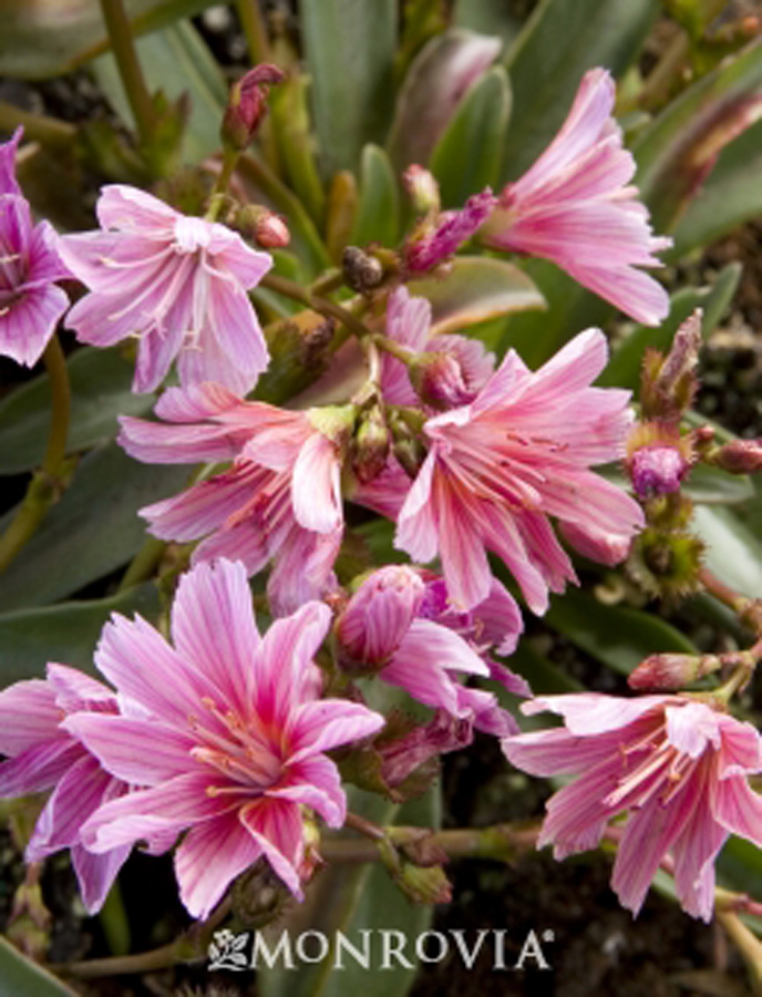 Lewisia cotyledon 'Hybrid Mix'