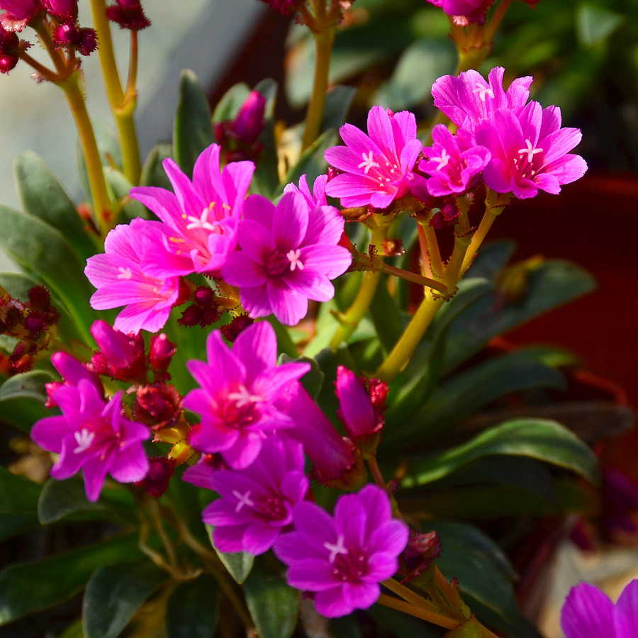 Lewisia cotyledon 'Little Madge'