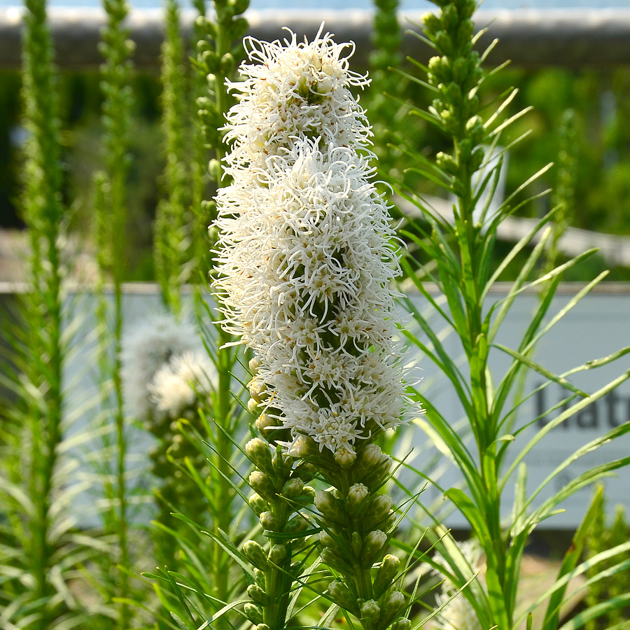 Liatris spicata 'Floristan White'