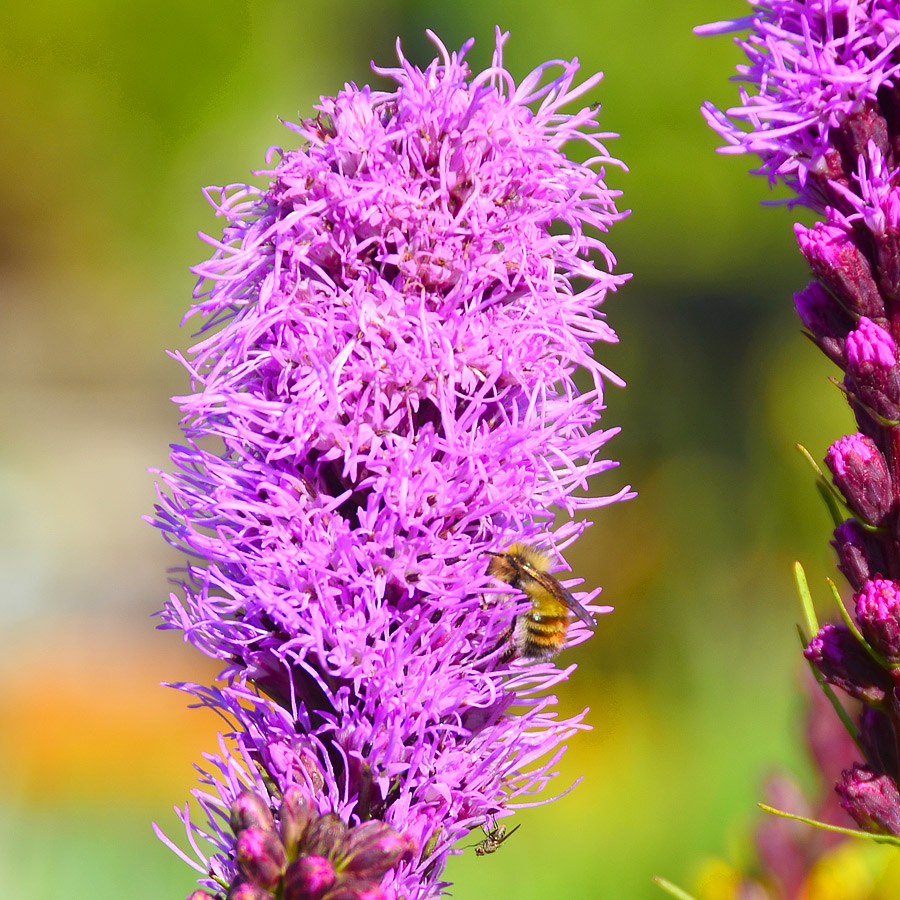 Liatris spicata 'Violet'