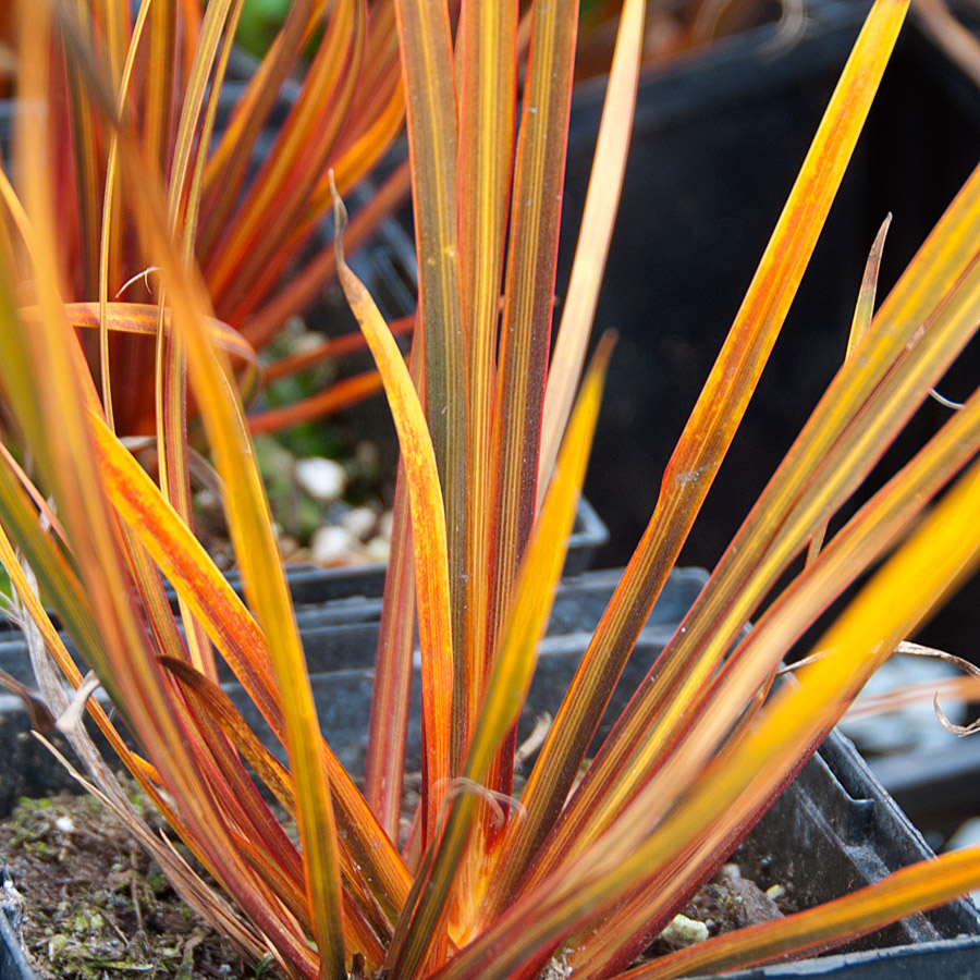 Libertia ixioides 'Taupo Blaze'