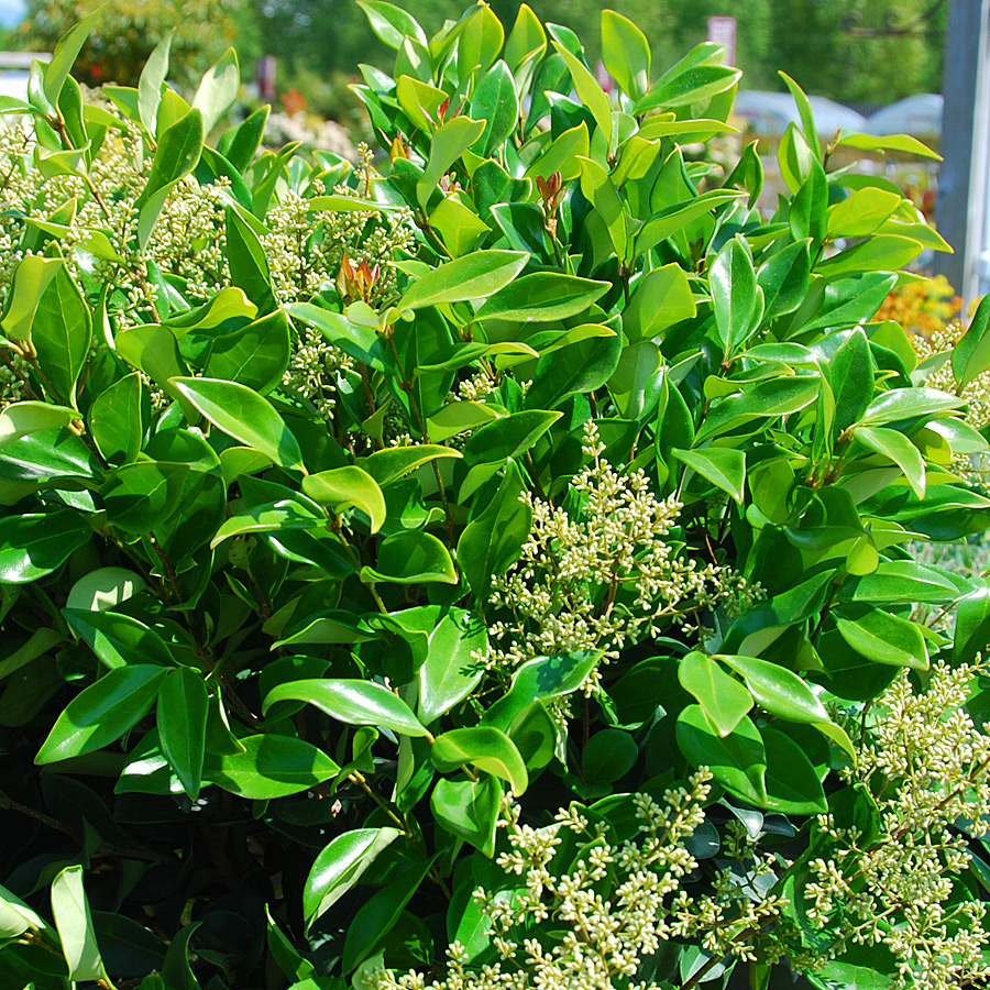 Ligustrum japonicum 'Texanum' - Pyramid