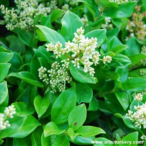 Ligustrum x 'Suwannee River'