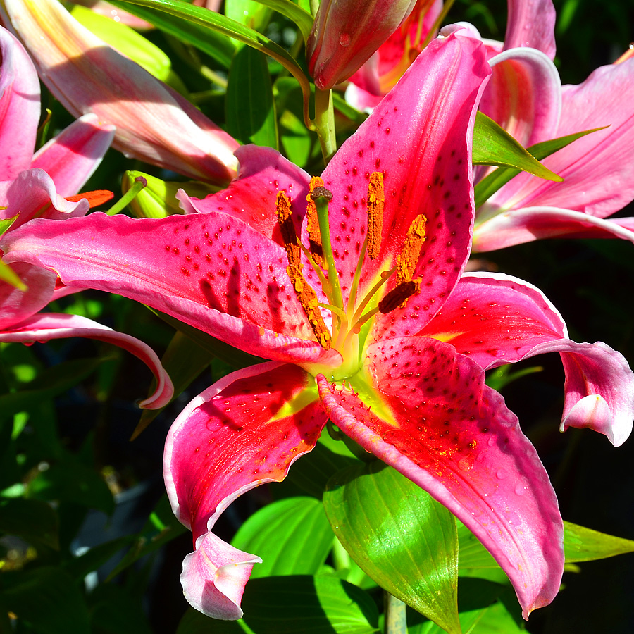 Lilium orientalis 'Stargazer'