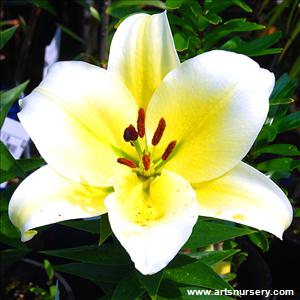 Lilium 'Starlight Express'