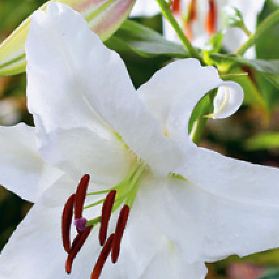 Lilium orientalis 'Casablanca' 