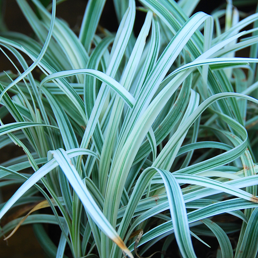 Liriope spicata 'Silver Dragon'