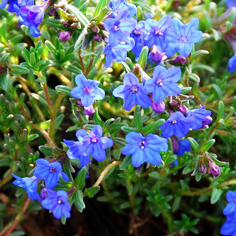 Lithodora diffusa 'Grace Ward' 