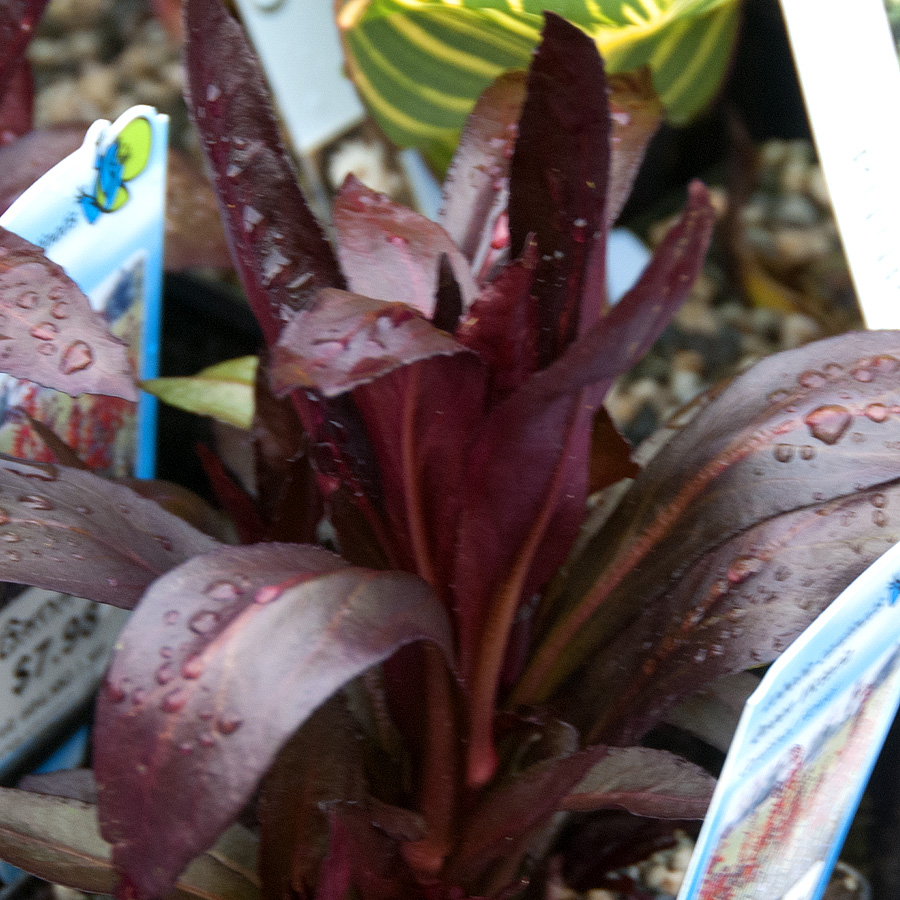 Lobelia cardinalis 'Queen Victoria' 