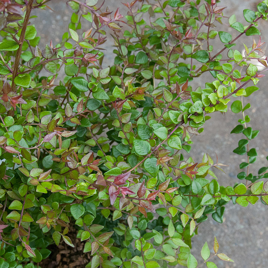 Lonicera nitida 'Red Tips'