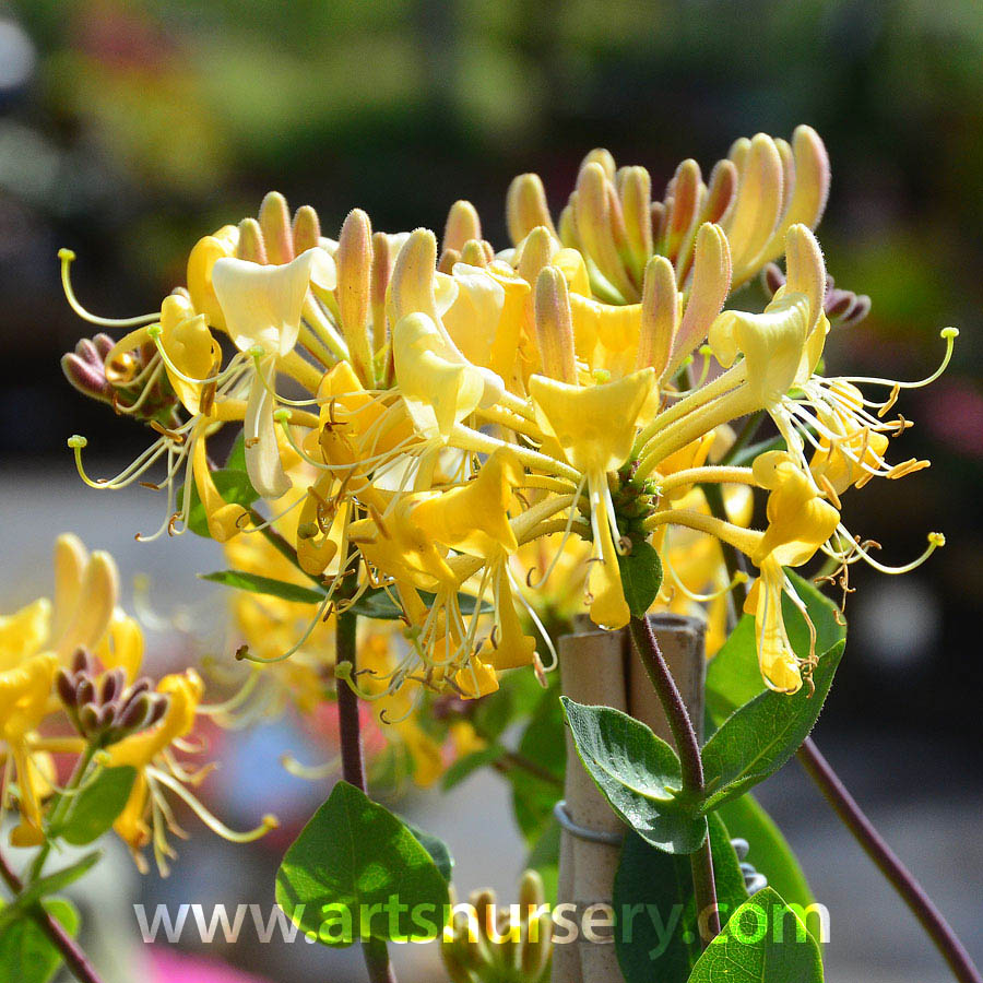 lonicera_scentsation.jpg