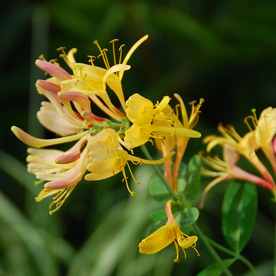 Lonicera x 'Goldflame'