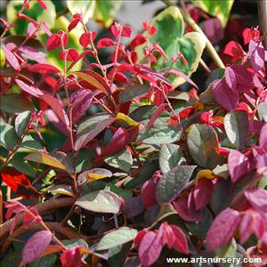 Loropetalum chinensis 'Sizzling Pink'