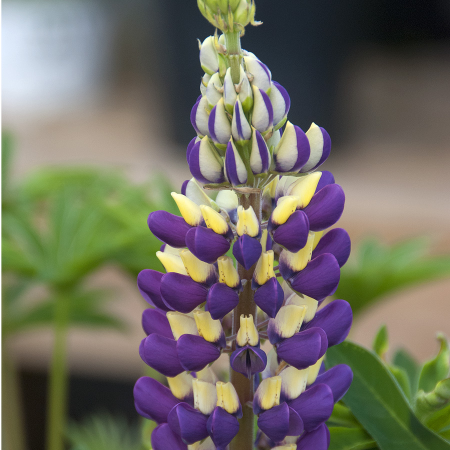 Lupinus polyphyllus 'Minarette'