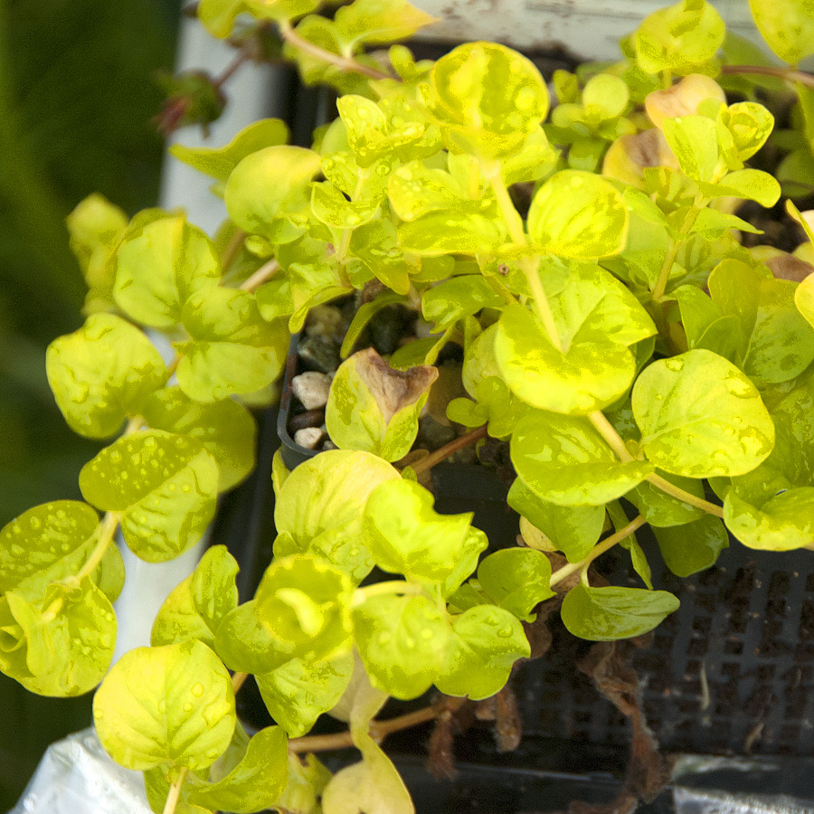 Lysimachia nummularia aurea