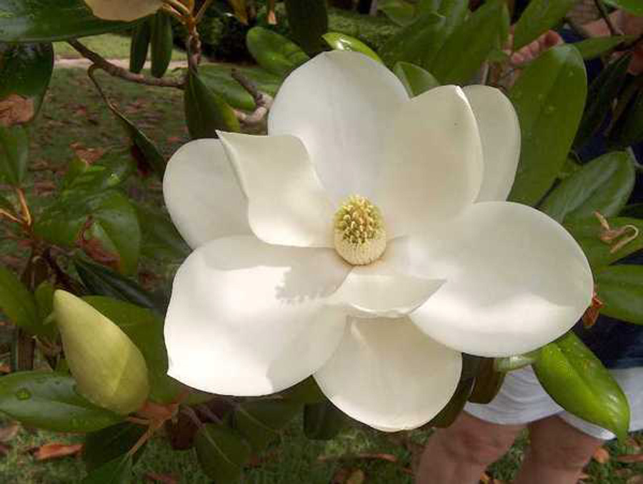 Magnolia grandiflora 'Victoria'