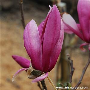 Magnolia x 'Randy'