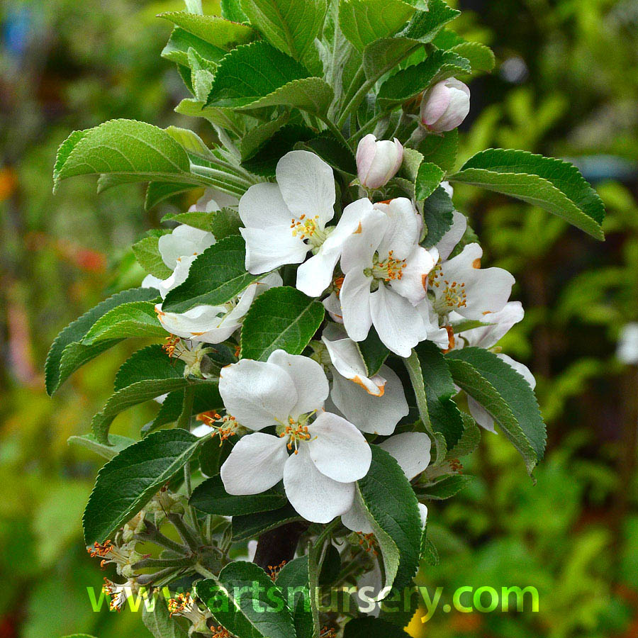 Malus 'Golden Sentinel' (MID-LATE)