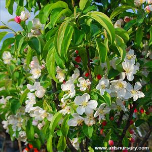 Malus 'Lancelot' Tree Form