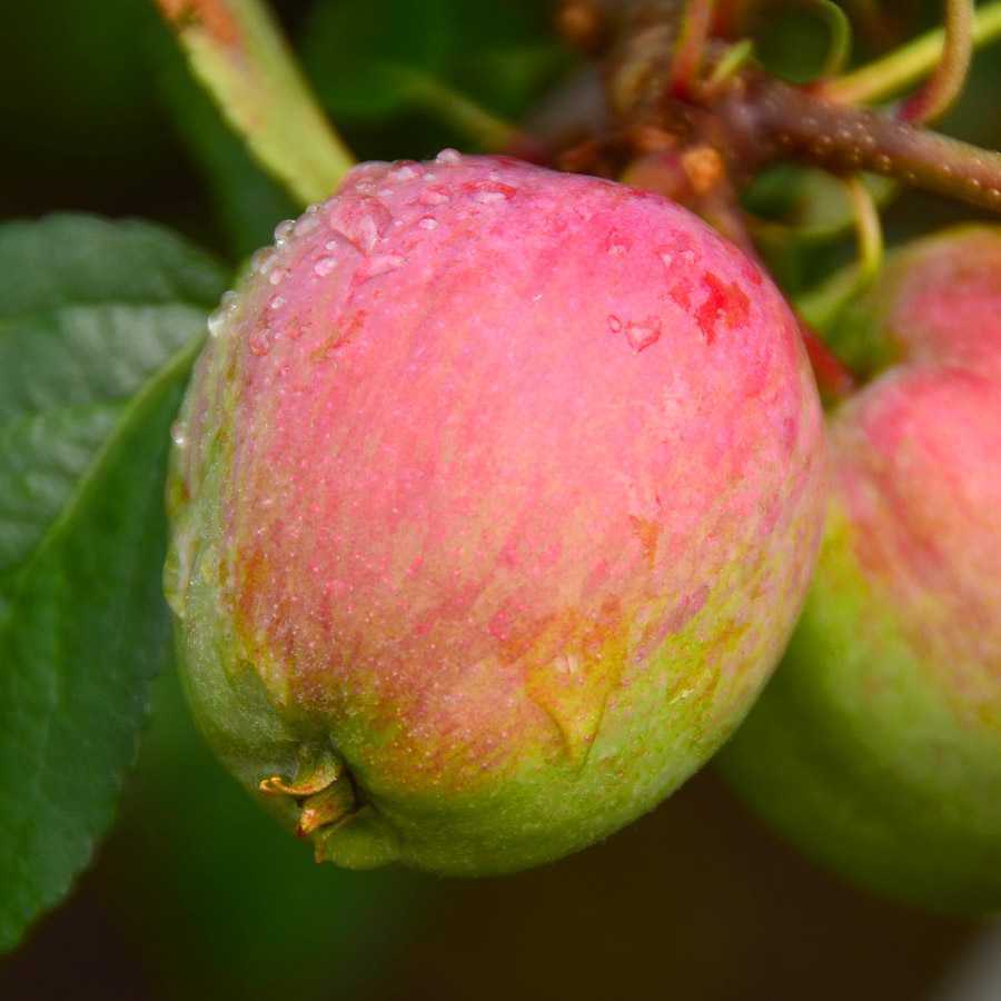 Malus 'Liberty'