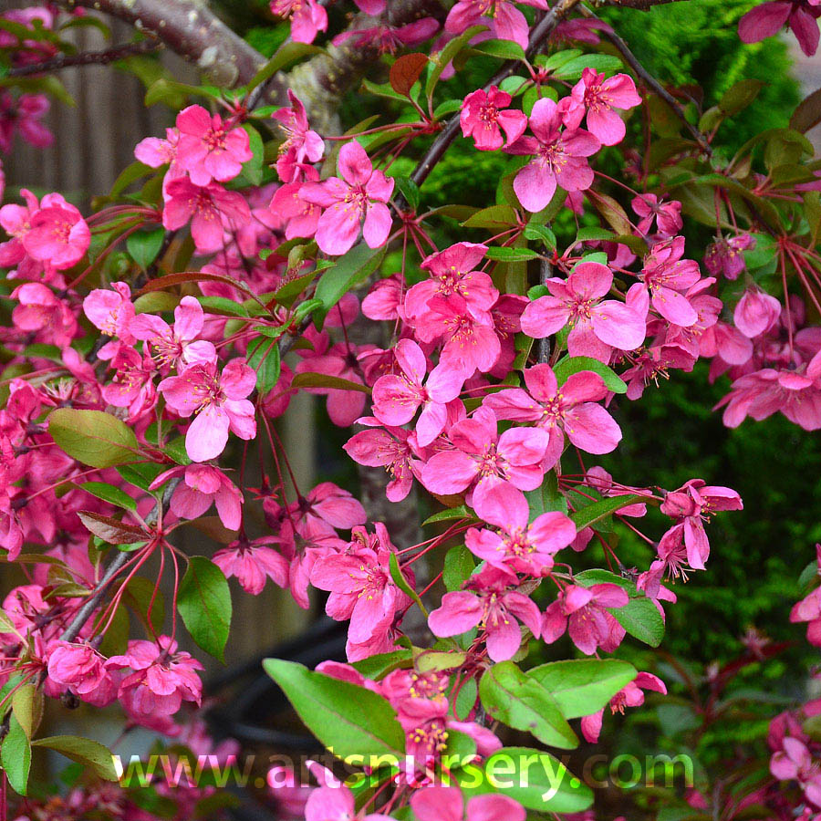 Malus x 'Prairifire' 