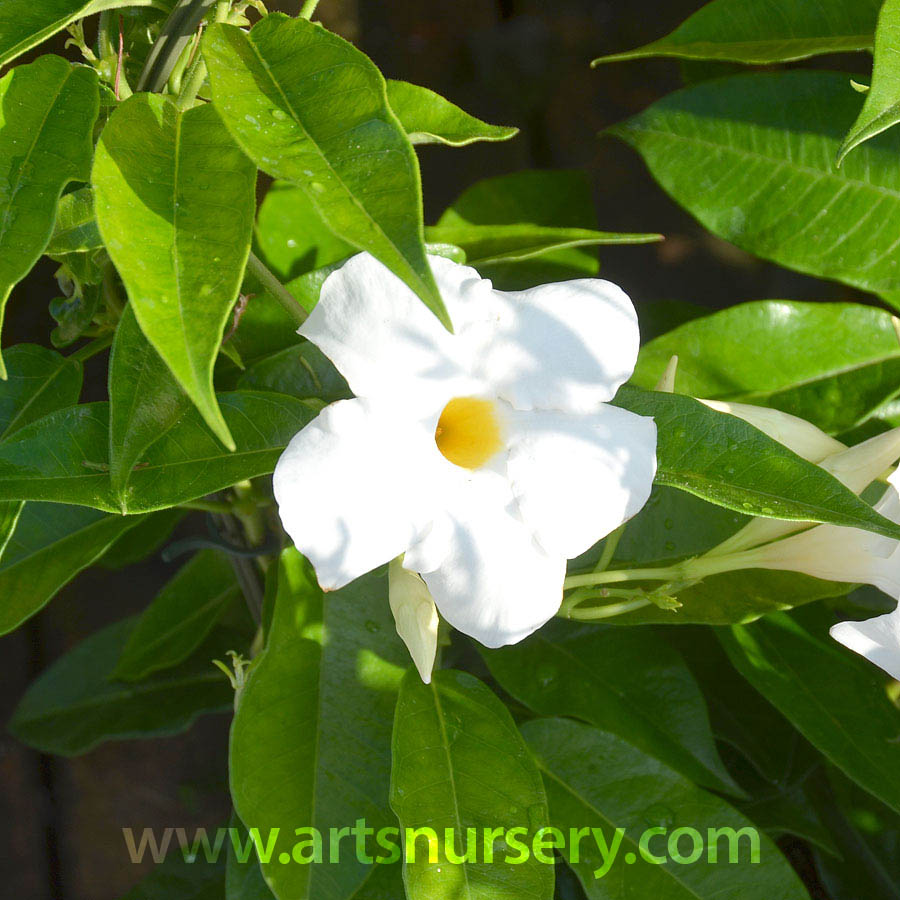 Mandevilla Sun Parasol 'White'