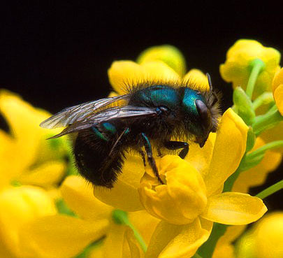 mason_bee_flower.jpg