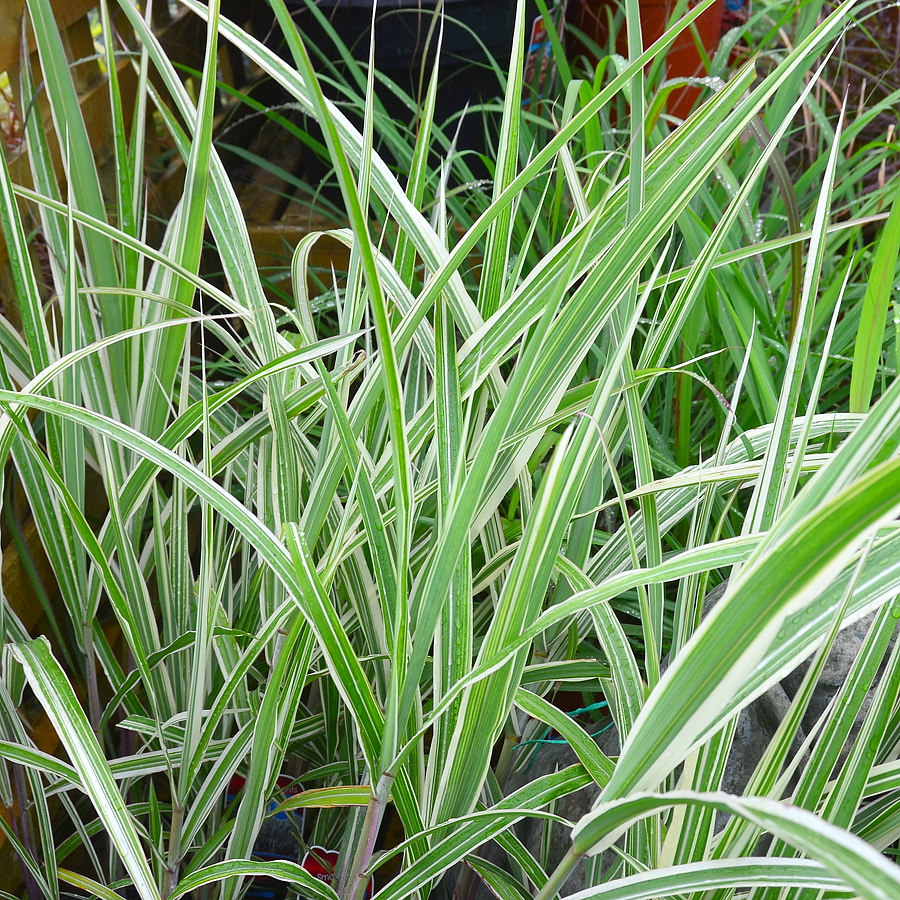 miscanthus_sinensis_cosmopolitan (3).jpg