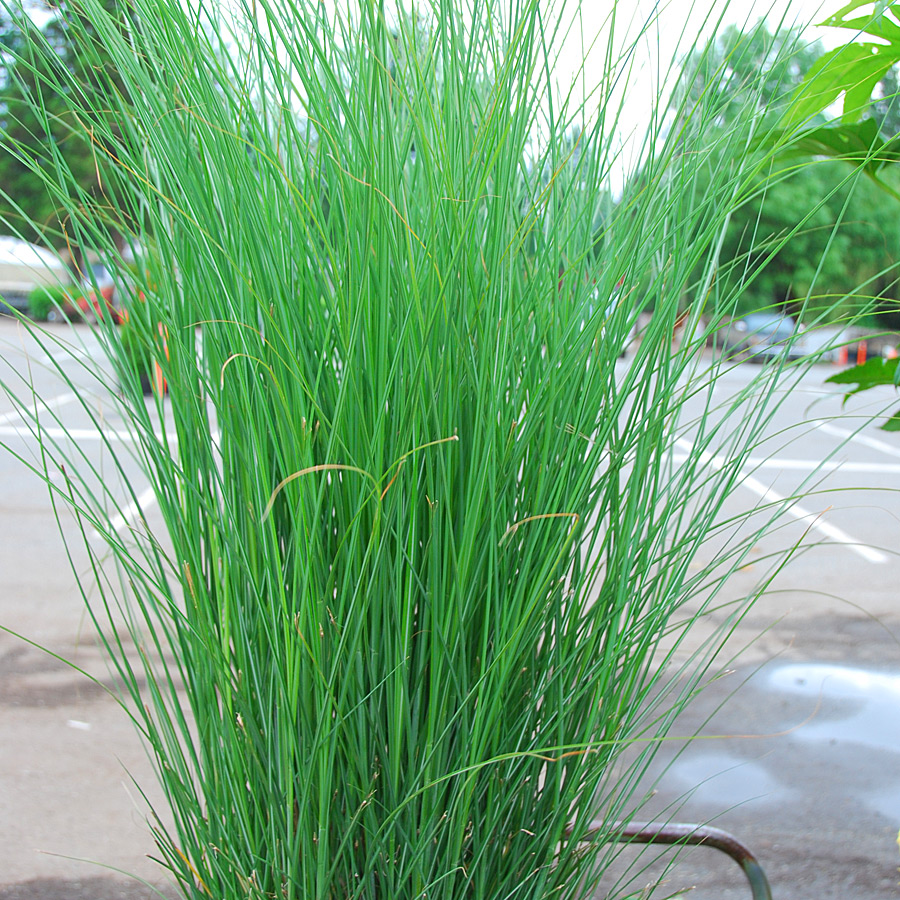 miscanthus_sinensis_gracillimus.jpg