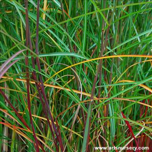 Miscanthus sinensis 'Graziella'