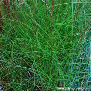 Miscanthus sinensis 'Little Kitten'