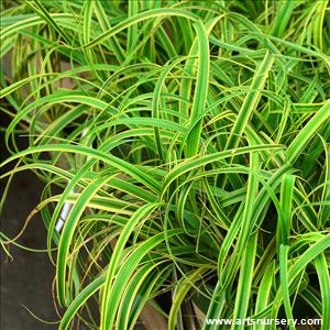 Miscanthus sinensis 'Little Zebra'