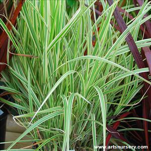 Miscanthus sinensis 'Variegatus'