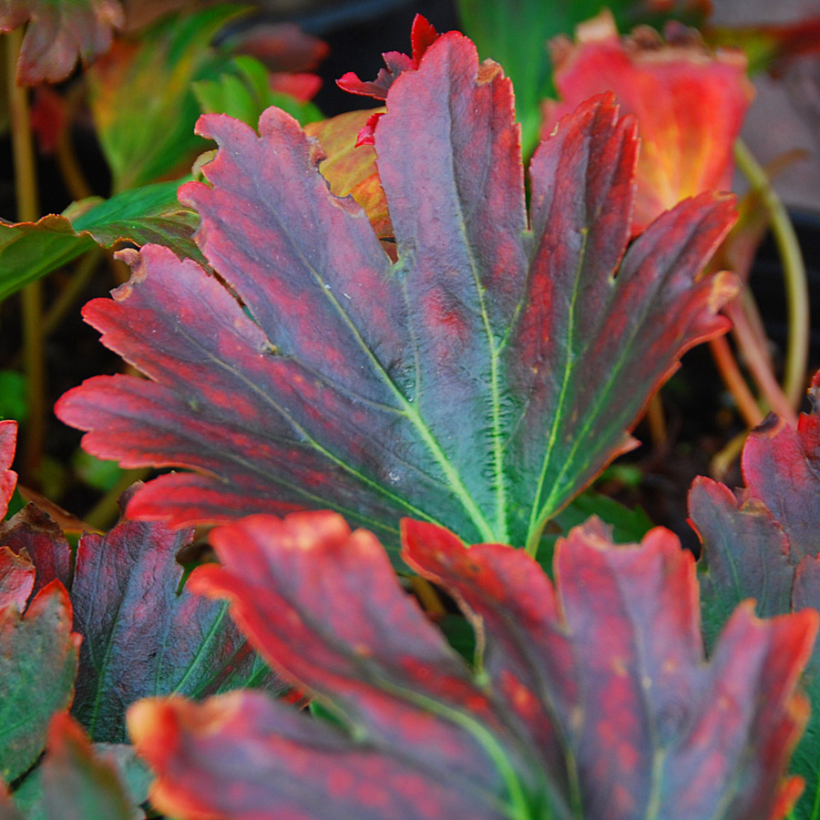 Mukdenia rossi 'Crimson Fans'