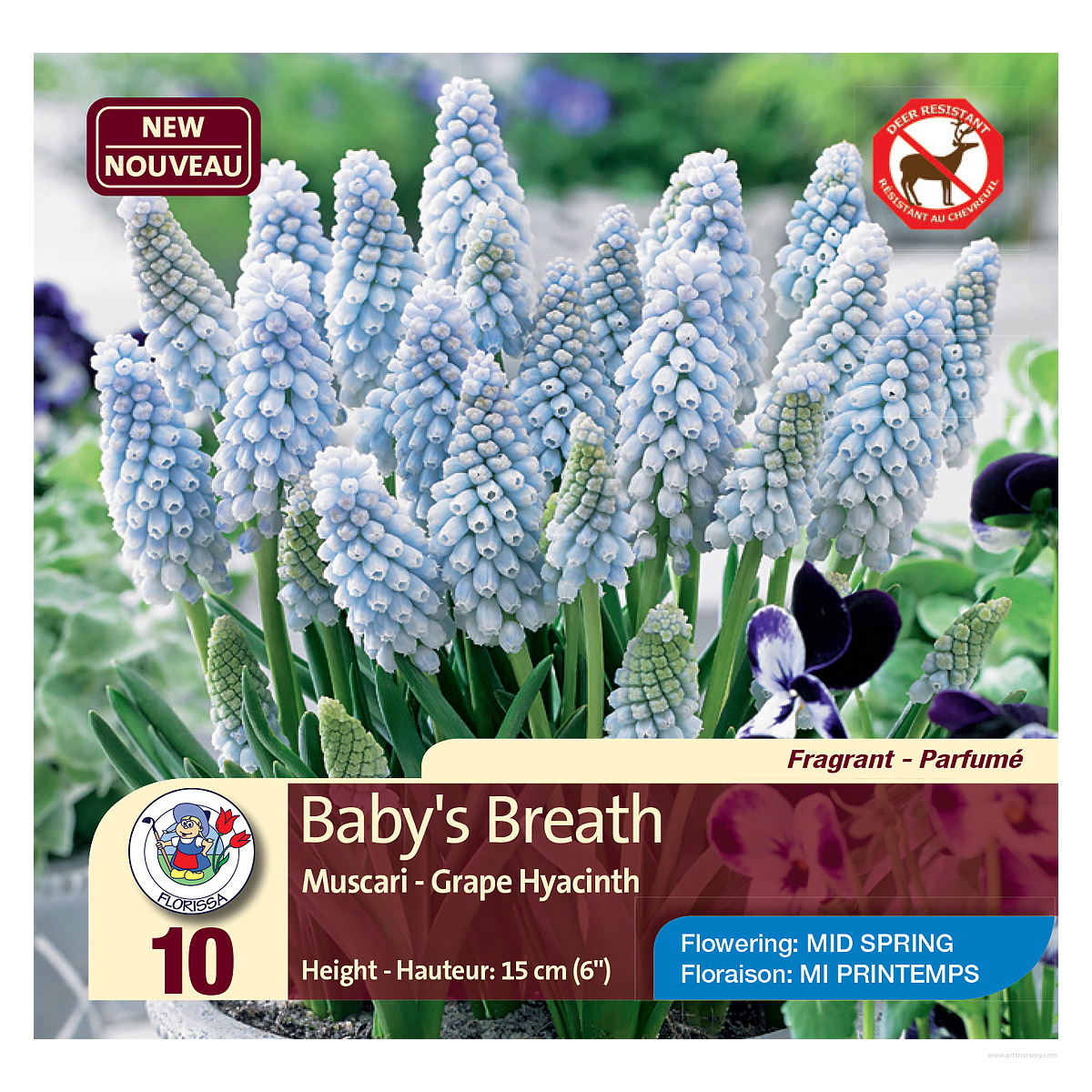 muscari_babysbreath.jpg