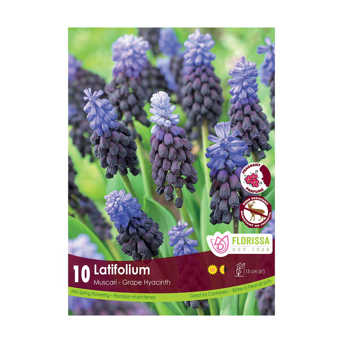 Muscari 'Latifolium' Bulbs 