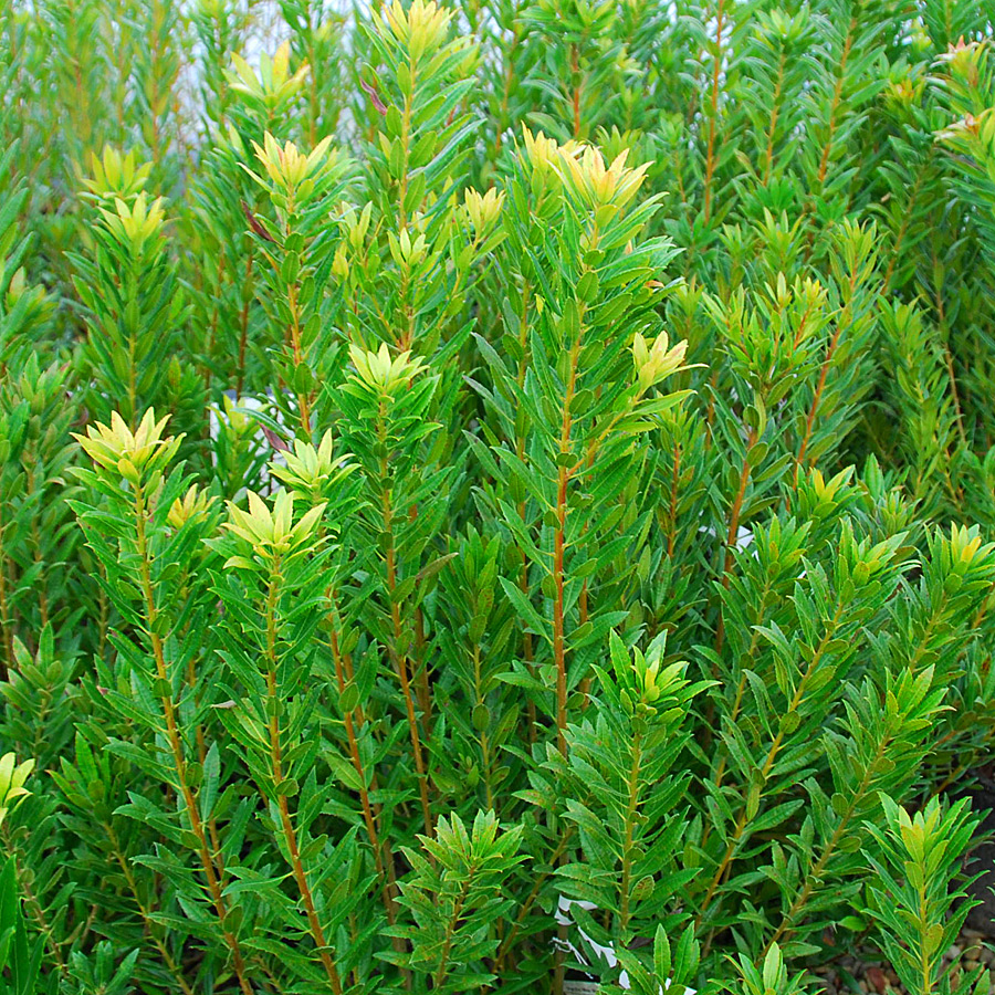 Myrica californica