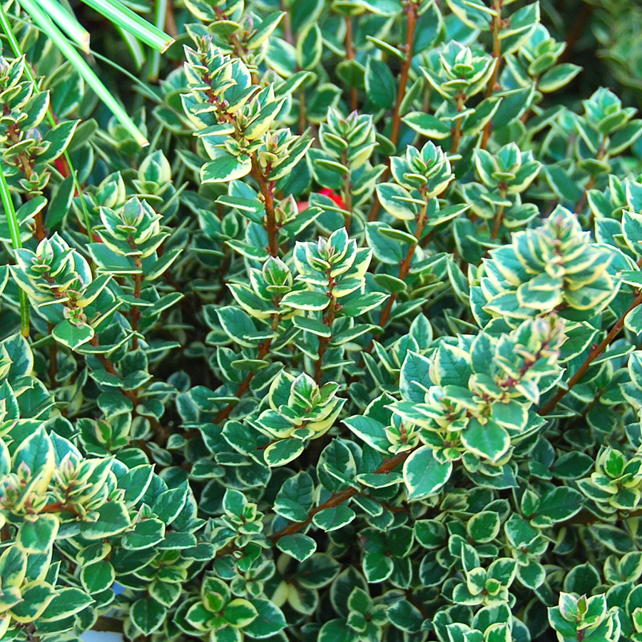 Myrtus communis 'Variegata'