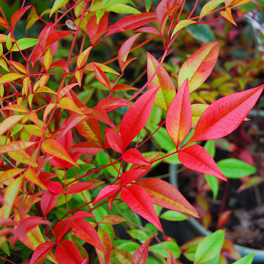 Nandina domestica 'Cool Glow' Lime