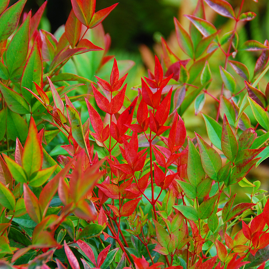 Nandina domestica 'Gulf Stream'