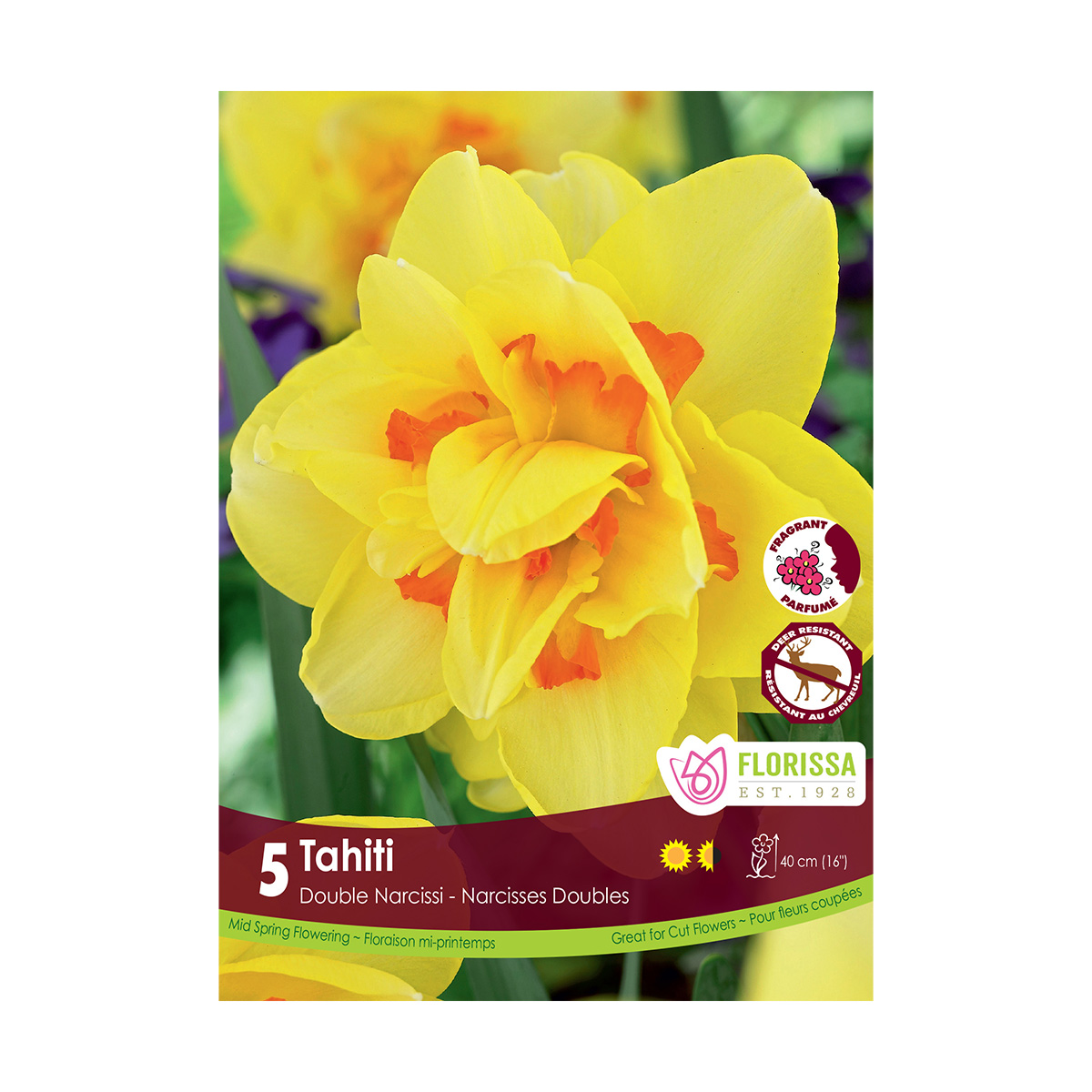 Narcissus 'Tahiti' Bulbs 5PK